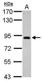 Anti-TRIM42 antibody used in Western Blot (WB). GTX121602