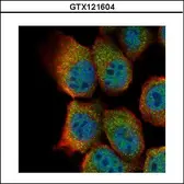 Anti-Sts1 antibody used in Immunocytochemistry/ Immunofluorescence (ICC/IF). GTX121604