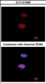Anti-Histone H1S35ph (phospho Ser35) antibody used in Immunocytochemistry/ Immunofluorescence (ICC/IF). GTX121669