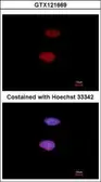 Anti-Histone H1S35ph (phospho Ser35) antibody used in Immunocytochemistry/ Immunofluorescence (ICC/IF). GTX121669