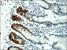 Anti-Histone H3K9me1 (Mono-methyl Lys9) antibody used in IHC (Paraffin sections) (IHC-P). GTX12177