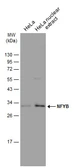 Anti-NFYB antibody used in Western Blot (WB). GTX121922