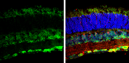 Anti-Nesprin 2 antibody [C3], C-term used in IHC (Frozen sections) (IHC-Fr). GTX121928