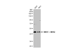 Anti-MEK1 + MEK2 antibody used in Western Blot (WB). GTX121942