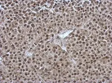 Anti-OSBPL9 antibody [C2C3], C-term used in IHC (Paraffin sections) (IHC-P). GTX121992