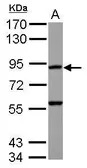 Anti-RASA4 antibody [N1N2], N-term used in Western Blot (WB). GTX122004
