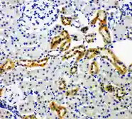 Anti-NOX4 antibody used in IHC (Paraffin sections) (IHC-P). GTX12205