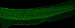 Anti-PABPC4 antibody used in IHC (Whole mount) (IHC-Wm). GTX122079