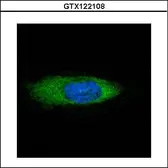 Anti-STCH antibody used in Immunocytochemistry/ Immunofluorescence (ICC/IF). GTX122108