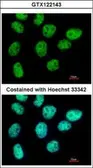Anti-ZNF503 antibody [C2C3], C-term used in Immunocytochemistry/ Immunofluorescence (ICC/IF). GTX122143