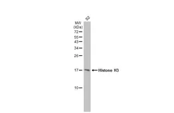 Anti-Histone H3 antibody used in Western Blot (WB). GTX122150