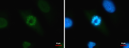 Anti-Histone H3 antibody used in Immunocytochemistry/ Immunofluorescence (ICC/IF). GTX122150