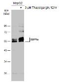 Anti-XBP1(S) antibody used in Western Blot (WB). GTX122156