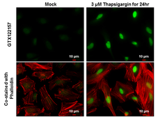 Anti-XBP1 antibody used in Immunocytochemistry/ Immunofluorescence (ICC/IF). GTX122157