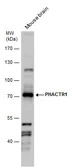 Anti-PHACTR1 antibody used in Western Blot (WB). GTX122251