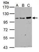 Anti-GRASP1 antibody [N1N2], N-term used in Western Blot (WB). GTX122295