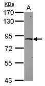 Anti-ZNF234 antibody [N1N2], N-term used in Western Blot (WB). GTX122396