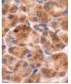 Anti-Chromogranin B antibody used in IHC (Paraffin sections) (IHC-P). GTX12242