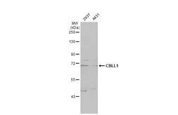 Anti-CBLL1 antibody [N1N3] used in Western Blot (WB). GTX122426