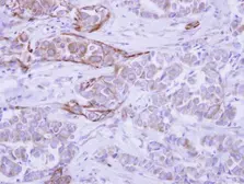 Anti-WDR49 antibody used in IHC (Paraffin sections) (IHC-P). GTX122494