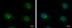 Anti-ERGIC3 antibody used in Immunocytochemistry/ Immunofluorescence (ICC/IF). GTX122511