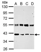 Anti-ERGIC3 antibody used in Western Blot (WB). GTX122511