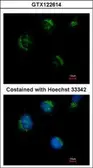 Anti-TMEM59L antibody used in Immunocytochemistry/ Immunofluorescence (ICC/IF). GTX122614