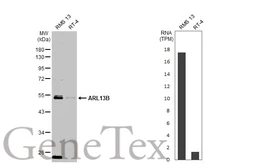 Anti-ARL13B antibody used in Western Blot (WB). GTX122703