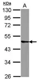 Anti-TRIM43 antibody [N1C1] used in Western Blot (WB). GTX122740