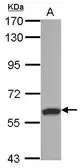 Anti-RSPRY1 antibody [N1C1] used in Western Blot (WB). GTX122869