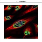 Anti-ZNF689 antibody used in Immunocytochemistry/ Immunofluorescence (ICC/IF). GTX122872