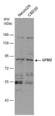 Anti-GFM2 antibody [N3C2], Internal used in Western Blot (WB). GTX122890