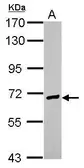 Anti-EFCAB7 antibody [C2C3], C-term used in Western Blot (WB). GTX122892