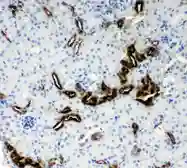 Anti-Kallikrein 1 antibody used in IHC (Paraffin sections) (IHC-P). GTX12293