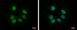 Anti-RBMY1F antibody used in Immunocytochemistry/ Immunofluorescence (ICC/IF). GTX122973