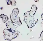 Anti-HSD17B1 antibody used in IHC (Paraffin sections) (IHC-P). GTX12312