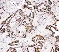 Anti-APLP1 antibody used in IHC (Paraffin sections) (IHC-P). GTX12316