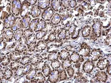 Anti-RED antibody used in IHC (Paraffin sections) (IHC-P). GTX123169