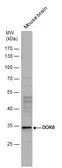 Anti-DOK6 antibody used in Western Blot (WB). GTX123195