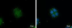 Anti-GBAS antibody used in Immunocytochemistry/ Immunofluorescence (ICC/IF). GTX123416