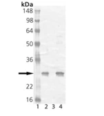 Anti-HSP25 antibody used in Western Blot (WB). GTX12351