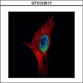 Anti-PPWD1 antibody used in Immunocytochemistry/ Immunofluorescence (ICC/IF). GTX123517