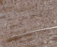 Anti-Agrin antibody [Agr-33] used in Immunohistochemistry (IHC). GTX12358