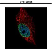Anti-ESRP2 antibody used in Immunocytochemistry/ Immunofluorescence (ICC/IF). GTX123665