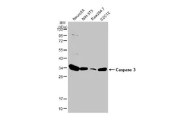 Anti-Caspase 3 antibody used in Western Blot (WB). GTX123678