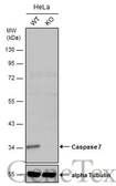 Anti-Caspase 7 antibody used in Western Blot (WB). GTX123679