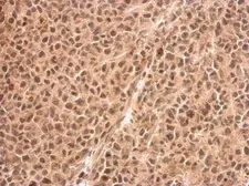 Anti-RED antibody used in IHC (Paraffin sections) (IHC-P). GTX123717