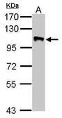 Anti-GRASP1 antibody [N3C2], Internal used in Western Blot (WB). GTX123753