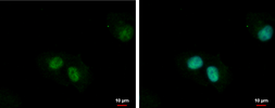 Anti-ZNF266 antibody used in Immunocytochemistry/ Immunofluorescence (ICC/IF). GTX123858