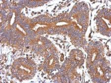 Anti-GBAS antibody used in IHC (Paraffin sections) (IHC-P). GTX123963